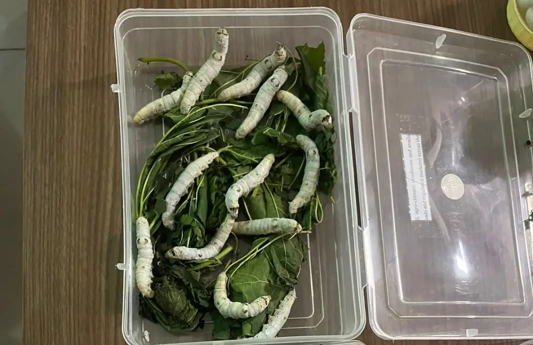 Beneficial Insects